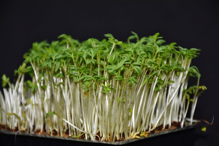 Superfood Sprossen zu Hause ziehen: So geht's