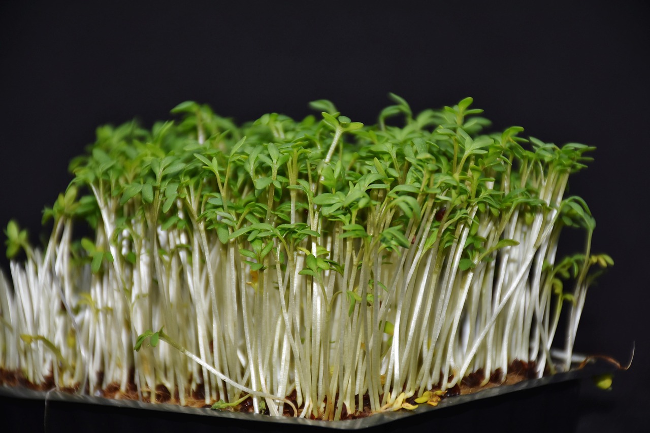 Superfood Sprossen zu Hause ziehen: So geht's